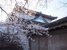 千貫櫓と桜