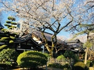 静勝寺の桜