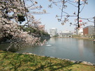 桜と水堀