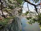 桜と堀と石垣