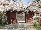 桜と追廻門