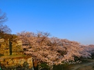 天守台東の石段から本丸の桜…
