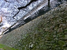 多聞櫓と桜