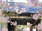 ハート形した桜の枝と名島門