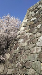 桜 松阪城
