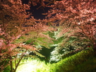 ライトアップされた桜と石垣…
