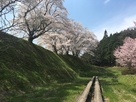 本丸土塁と桜