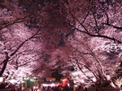 桜のトンネル（大手正門）…