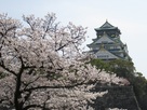 満開の桜と大阪城天守…
