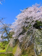 高石垣と桜