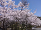 城入口と桜並木…