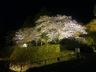 内堀と二の門跡石垣 夜桜ライトアップ…