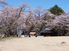 藤武稲荷神社と桜…