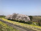 関宿城本丸跡の桜…