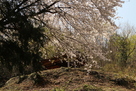 入口付近の桜