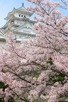 桜、絶好調。