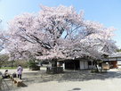 弘道館政庁・至善堂と桜…