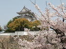 桜と岸和田城