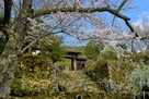 百済寺山門（石垣と桜）…
