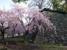 桜の咲く福岡城…