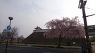 桜と、清明台櫓…
