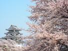 桜満開墨俣城