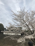 蓮池堀の桜