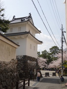 乾櫓と常葉神社の桜…