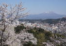 石垣と桜と伯耆富士…