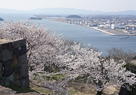 本丸石垣と桜と中海…
