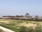 散り始めた桜と関宿城…