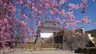 桜と稲荷櫓