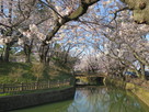 桜と水堀