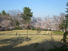 桜祭り会場の本丸…