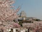 桜一色姫路城