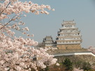 姫路城よ桜よ