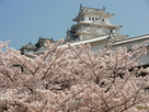 姫路城桜がいっぱい…