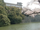 姫路城桜とともに…