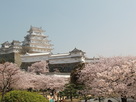 姫路城桜の雲海…