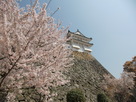 姫路城桜色
