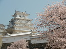姫路城桜望景