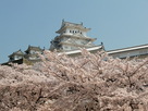 姫路城桜満開