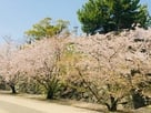 石垣が見えないほど咲き誇る桜並木…