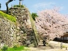 石垣と桜