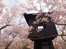 太鼓櫓と桜