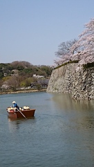 お堀舟と桜