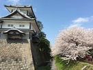 水堀と桜