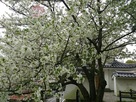 白い桜も(品種不明)…