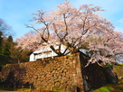 鶴丸倉庫と桜