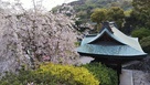片苅城 桜と門